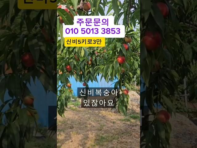"신비복숭아 특가! 집에서 직접 수확한 신선함을 확인하세요!"#신비복숭아 #천도복숭아 #천도복숭아 #복숭아 #제철과일