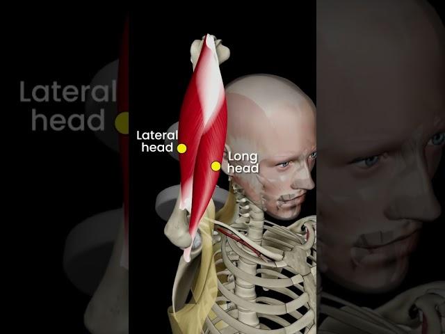 The Triceps in 3D #strengthtraining #anatomy #shorts