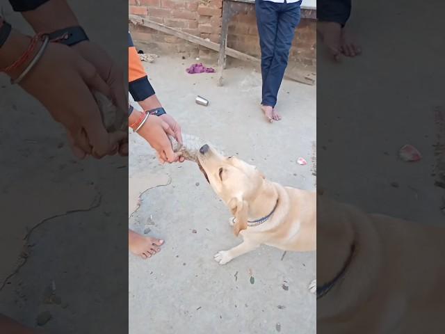  #doglover #dog #shortvideo #youtubeshorts #status #dogs #shorts