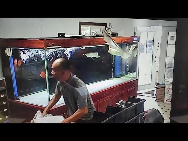 Black arowana flying off the aquarium lid