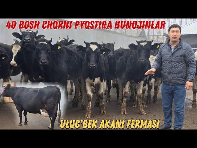 Voy Doddd Ulug'bek Akani N1 Fermasi 40 L Sigirlar 40 Bosh Chorni Pyostira Hunojinlar Keldi