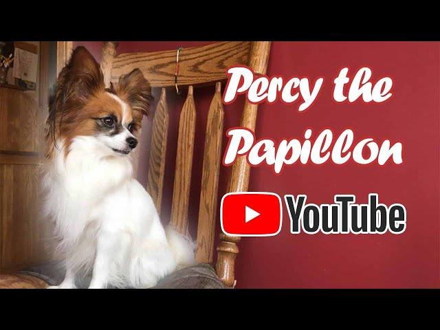 Percy the Papillon Channel Trailer