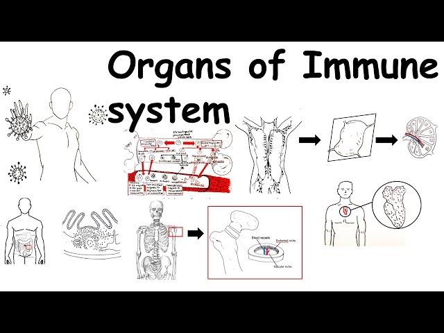 Organs of Immune system