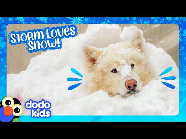 This Dog Needs Snow Or He’ll CRY! | Dodo Kids | It's Me!