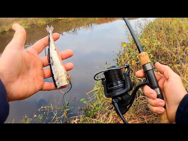 Deadbaiting for Pike! (river fishing)