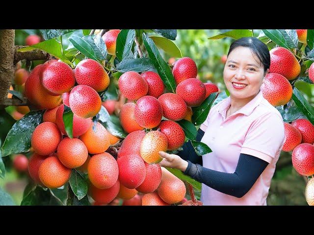 Harvesting Ripe Red Oleaster Go To The Market Sell, Harvesting and Cooking |Harvesting Farm Produce