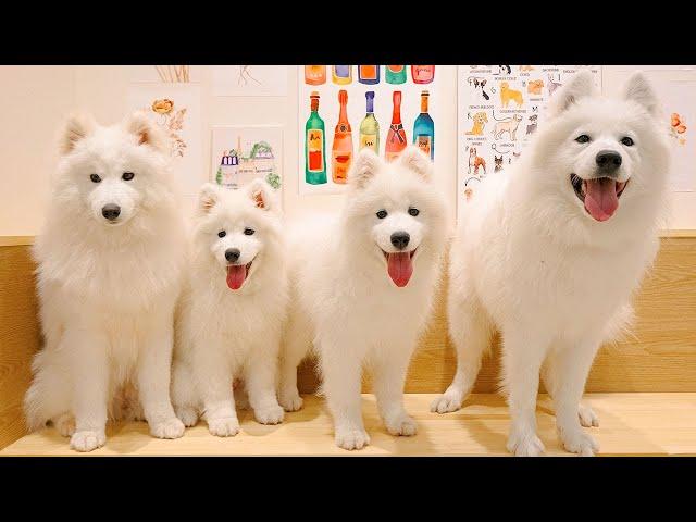 Visiting a Samoyed Dog Cafe in Japan | Samoyed Lounge moffu Harajuku