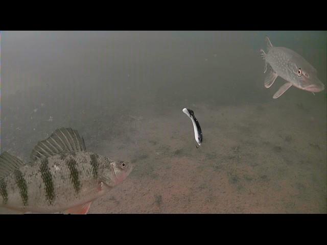 Punching Pike, And Perch Out! Ice Fishing In Snowfall WARNING