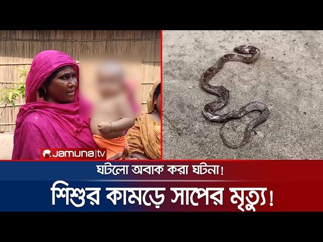 অবাক ঘটনা; শিশুর কামড়ে সাপের বাচ্চার মৃত্যু! | Snake Killer | Child