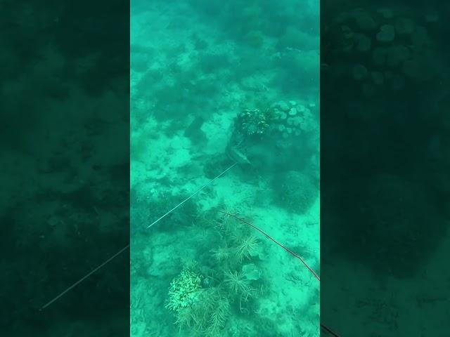 not fast enough #spearfishing #underwater #seafood #panahikan #fishing #fyp #viralvideo #shorts