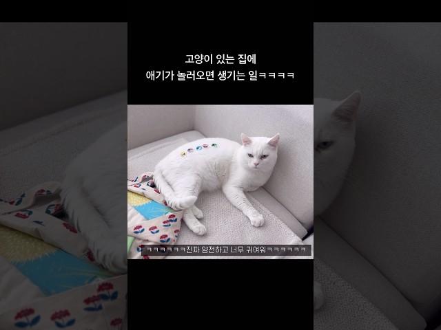 커스터마이징 고양이ㅋㅋㅋㅋㅋㅋㅋ