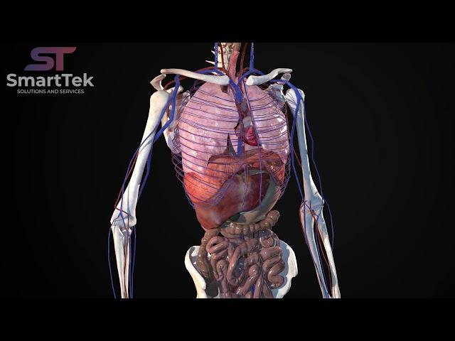 Full Virtual 3D Human Body Anatomy