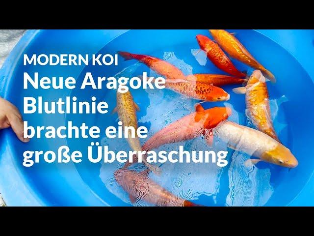 Die erste Selektion unserer neuen Aragoke Blutlinie  | Modern Koi Blog #6943