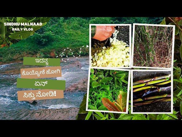 ಕೊನೆಗೂ ಕಳಲೆ ಸಿಕ್ತು! Malenadu Special Kalale Curry Bamboo Bud from Forest Kannada Vlog day in my life