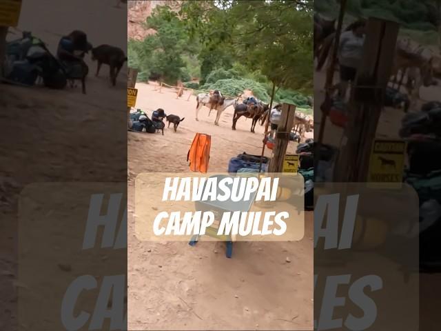 Havasu Camp Mules #hiking #havasupai #adventure #travel #waterfall #hike #outdoors #earth #mules
