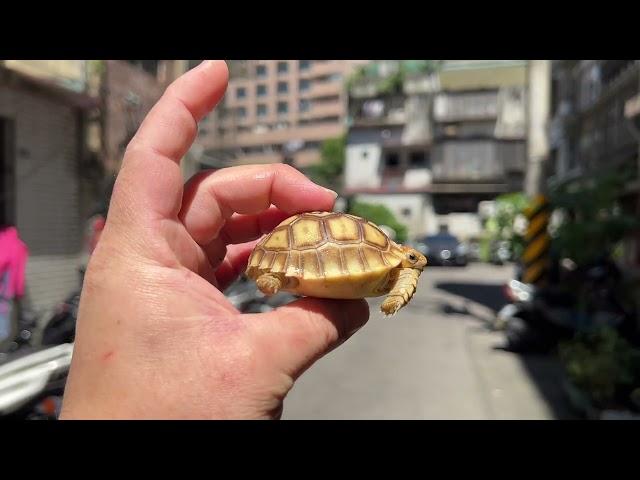 悠悠水族兩棲爬蟲～原裝進口高質量蘇卡達陸續上線啦～編號０２５～