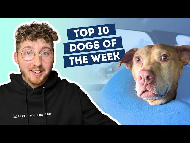 Dog Feels Pretty Weird After Vet | Top 10 Dogs of the Week!