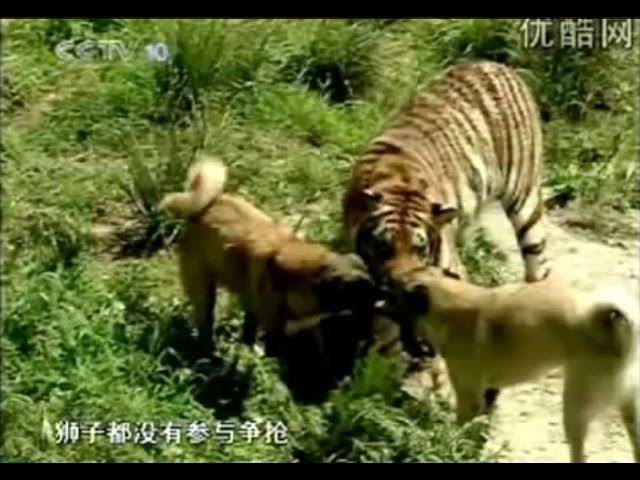 Turkish Dog Kangal Attacking Lion & Tiger !!!