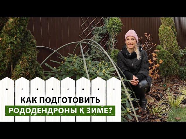 КОГДА УКРЫВАТЬ РОДОДЕНДРОН? Делаем правильно укрытие, готовим к зиме. Правила ухода за рододендроном