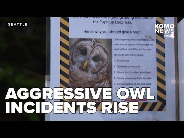 Wildlife officials urge reports of aggressive owls as Clark’s Creek incidents rise