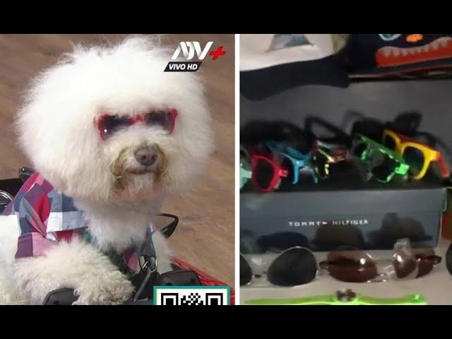 Anko, el "perro pituco" que causa furor en redes sociales: "Tiene un gran closet de outfits"