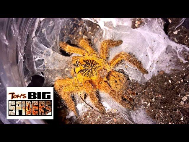 P. murinus - The OBT Husbandry