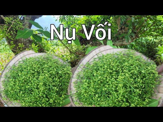 Thợ Rừng Khai Thác Nụ Vối Sạch Nơi Hoang Dã Vùng Cao, #NụVối, TácDụngCủaNụVối, #MuaNụVốiởĐâu?