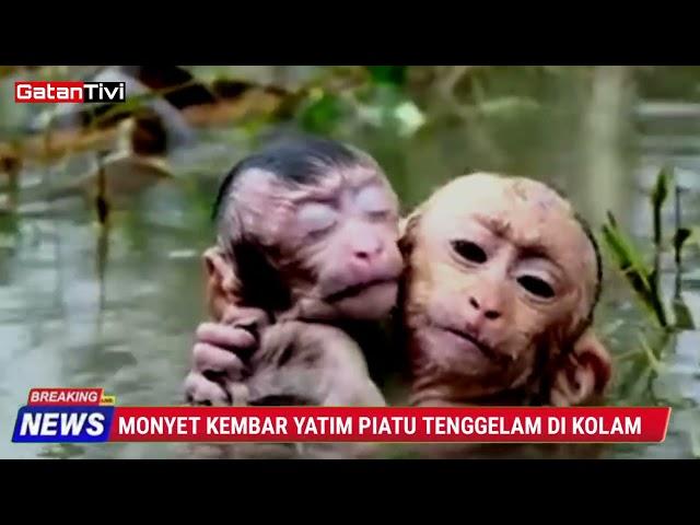 MONYET KEMBAR YATIM PIATU TENGGELAM DI KOLAM