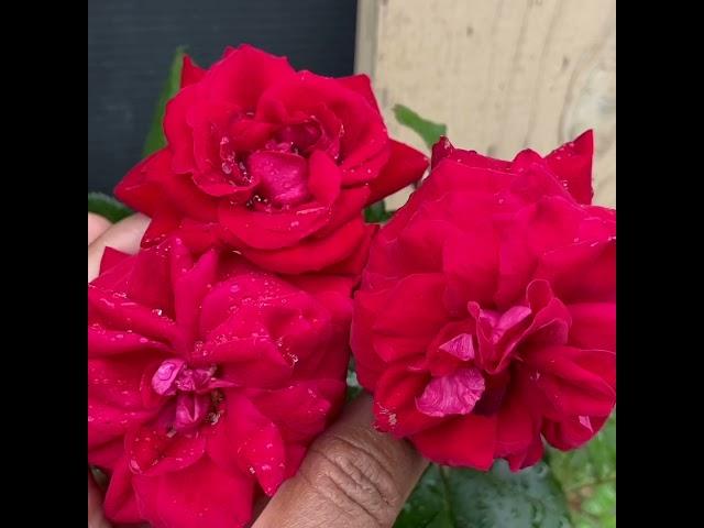 Hybrid Tea Roses /Mister Lincoln #Shorts