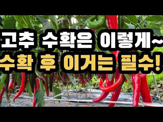 고추 최고의 수확 요령 및 첫물고추 수확 후 이처리는 꼬옥!!!(2024.8.2)(#고추수확요령,#고추병충해방제,#4차추비,#고추열과방지)