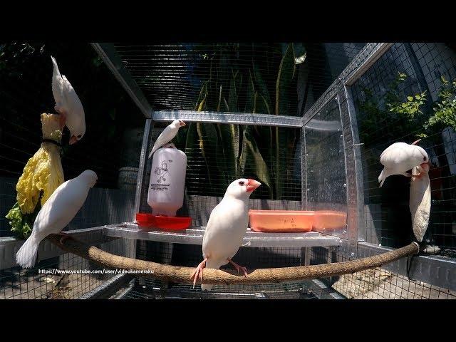 White Java Sparrows Sunbathing After Shower