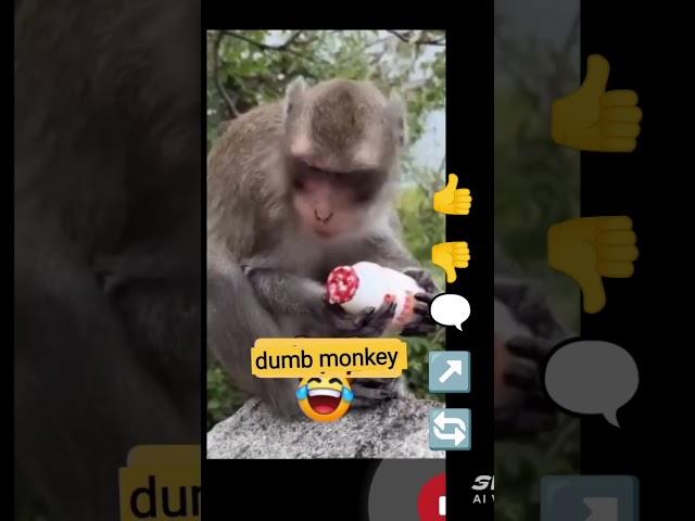 poor monkey  #shorts#funny#edit#fypviralシ#foryou