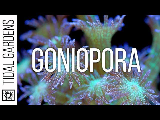 Goniopora Coral Care Tips