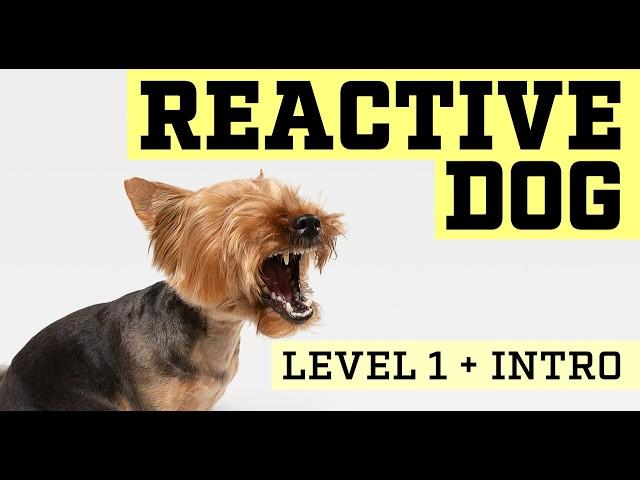 Reactivity Training for Dogs - LEVEL 1 | Calm Canine College - Start Training at Home Today.