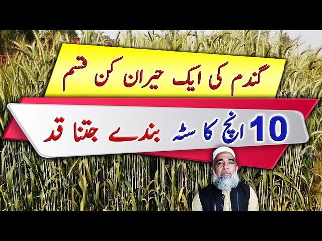 Some interesting varieties of Wheat || Crop Reformer