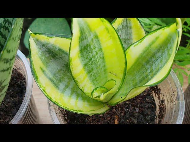 Planting sansevieria plant  / Potting soil for sansevieria plant