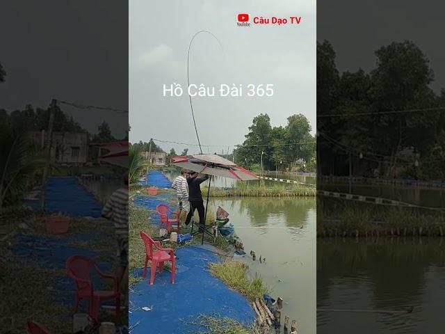 Câu Đài lên cá chép khủng tại hồ câu đài 365@Câu Dạo Tv