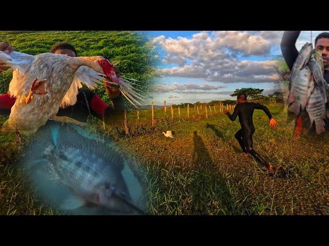 SCHOOL OF TILAPIA N mysterious catch in crocodile  water