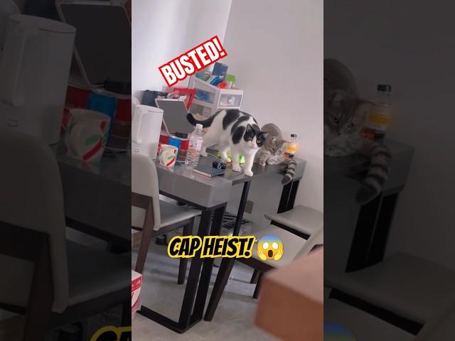  BUSTED! Cat’s EPIC Heist Fail & HILARIOUS Reactions!  (You Can’t Look Away!) #CaughtRedPawed