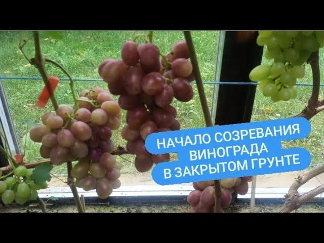 Окрашивание винограда в ЗГ. Лилия, Эстафета, Борисфен и др. Беларусь.