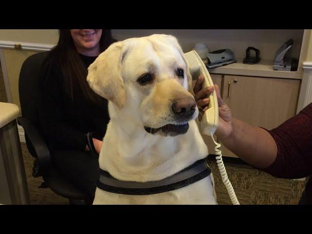 Labrador dog are the best at making us laugh 