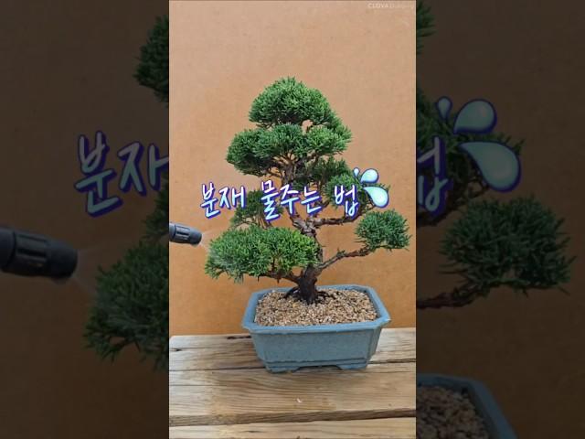 분재물주는법#분재물주기#분재기르는법#盆栽園#盆栽#bonsai#growing in a pot#분재#미추홀분재