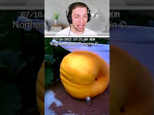 World's Biggest Pumpkin Timelapse 