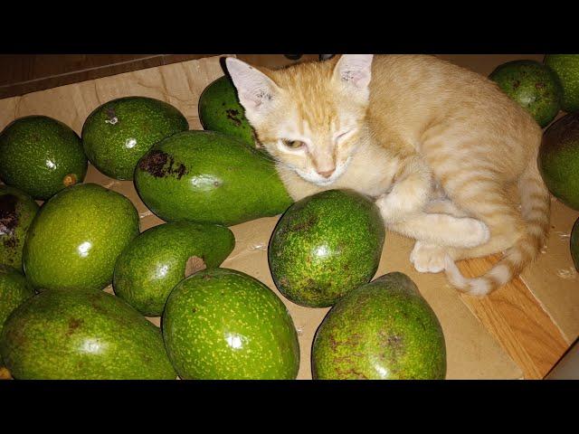 How to ripen Avocado fast