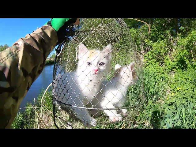 Вот так улов! Или как Андрей кошек спасал