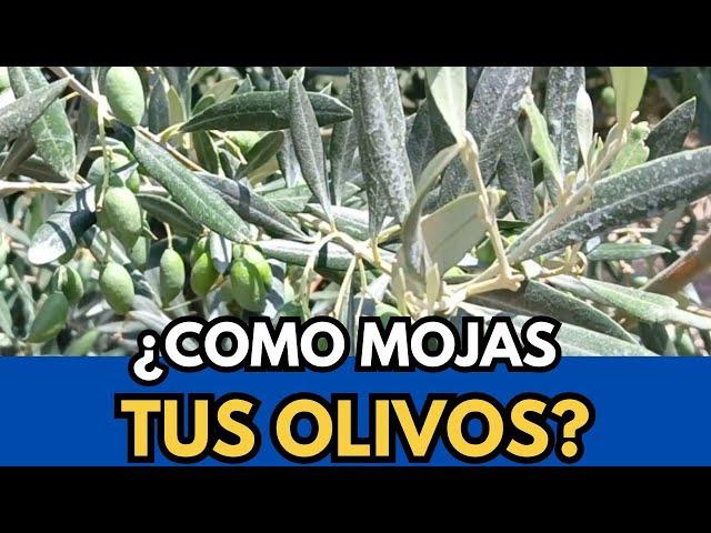 🟥 ¿Estas Seguro de que  Mojas Bien Tus Olivos?