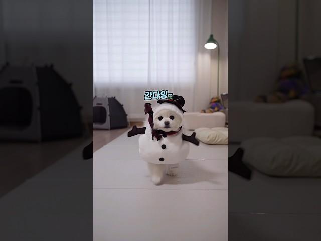 눈사람옷이랑 잘어울린다고 했더니 킹받은 강아지 ㅋㅋ
