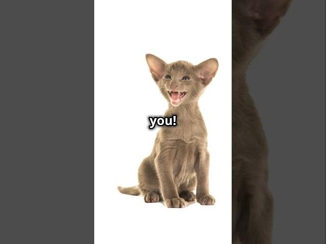 5 Fun Facts About Oriental Shorthair Cats! #shorts