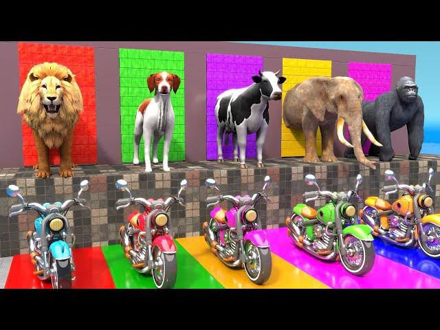 Long Slide Game With Cow Elephant Gorilla Lion Hippopotamus - 3d Animal Game - Fountain crossing