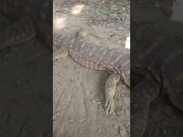 Reptile. Magar gota bich khopada chipkali 